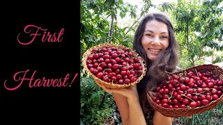 🍒100% ORGANIC CHERRY HARVEST!🍒 No-Till Permaculture Garden