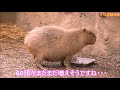 カピバラ （イングランドの丘・とくしま動物園篇）カピバラ算で1.5倍