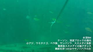 水中映像【福井県敦賀沖】カサゴのヒットシーン、コブダイ、レンコダイ