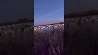 Snow goose jump shoot! #spring #duck #hunting #outdoors #foryou #subscribe