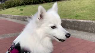 【犬の鳴き声】珍しくよく吠える日本スピッツちぃ。/ [Crying dog] a Japanese Spitz is barking.