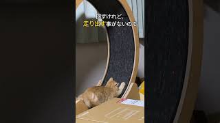 猫がキャットホイール使ってくれない...そうだ！この手があったか！