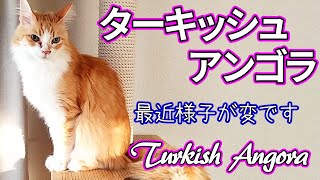 トルコの国宝　ターキッシュアンゴラの老化／Turkish Angora, Norwegian Forest Cat, kitten