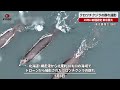 【速報】クロツチクジラの群れ撮影 19年に新種認定、東京農大