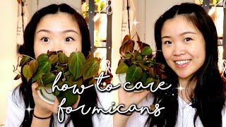 How to Care for Philodendron Micans | Care Tips & Tricks