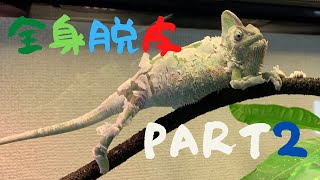 カメレオンれおの全身脱皮[part2]前回よりも激しく脱ぎます！【過去動画】