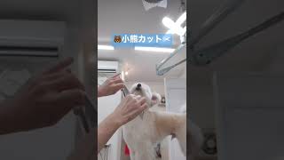 大人しくトリミング✂︎❤️ #シンバちゃんねる #犬