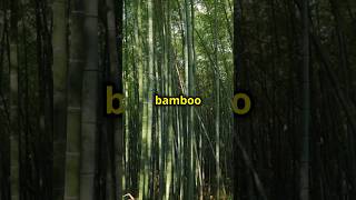 Bamboo: Earth's Fastest Growing Plant!