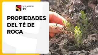 Las propiedades del té de roca que se cultiva en Aragón