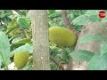 மகோகனி மரம் வளர்ப்பில் கோடிக்கணக்கில் வருமானம் mahogany trees plant cultivation in tamil