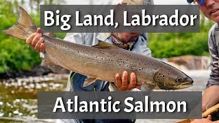 Big Land Big Salmon!