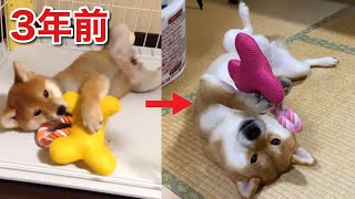 【柴犬】お腹を出して遊ぶ姿は生後3ヶ月の頃から変わらなかった