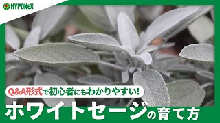 ☘268：【Q\u0026A】ホワイトセージの育て方｜健康に育てるコツや収穫方法は？水やりや肥料など、日々の管理もご紹介