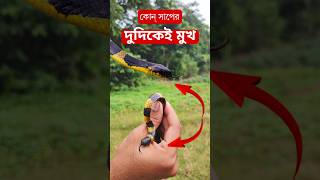 এই সাপের লেজেও মাথা! সাবধান! ভয়ঙ্কর দুমুখো সাপ | Snake having two heads! #snakevideo