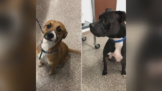 Animal ER Searching For Owners Of 2 Dogs Found Wandering North Baltimore