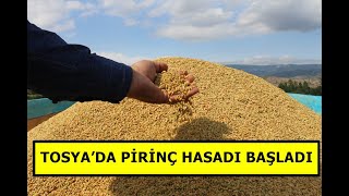 TOSYA’DA PİRİNÇ HASADI BAŞLADI