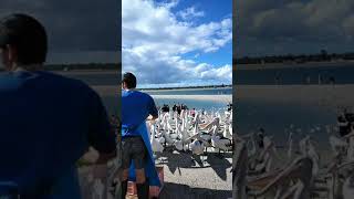 澳洲黃金海岸_大嘴鳥鵜鶘餵食秀 Pelican feeding show on the Gold Coast, Australia