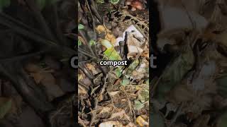 Composting 101: Quick Start Guide