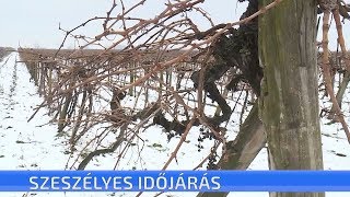 A szokatlanul enyhe időjárás miatt aggódnak a gazdák