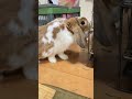 食いしん坊赤ちゃんうさぎが思わずおっとっと #うさぎ #うさぎのいる暮らし #bunny#ロップイヤー#shorts