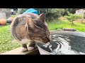 เที่ยวเกาะแมวญี่ปุ่น🐈🐈🐈 miyagi tashirojima island asmr