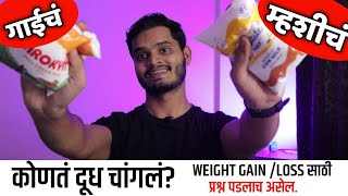 गाईचे दूध चांगले की म्हशीचे? Cow Milk Vs Buffalo Milk in Marathi | WEIGHT GAIN/LOSS Fitness Marathi