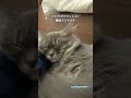 飼い主の腕枕で眠る子猫がかわいすぎた