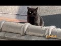 屋根の上で戸惑う　野良猫やまと君　lucky black stray cat