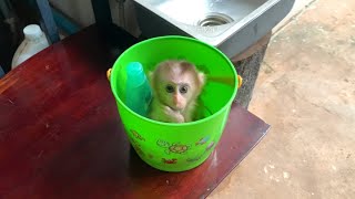 Baby Puppy Monkey Waiting Papa In Tank Water