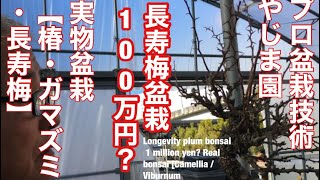 長寿梅盆栽100万円？実物盆栽【椿・ガマズミ・長寿梅】@tane.bonsai やじま園Longevity plum bonsai 1 million yen? Real bonsai [