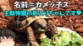 【寿命50年？Σ（ﾟдﾟlll）】主動物園、新入り紹介のお時間ですｗ