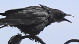 電線に止まりお辞儀するように鳴いているカラス、crow