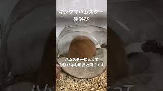 【キンクマハムスター】ハム子 出産後久々の砂浴び