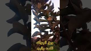 مشروب مذهل لطرد الكحة والبلغم في أيام معدودة ينظف الصدر من البلغم باذن الله