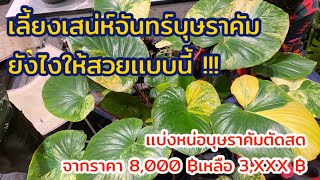 เลี้ยงเสน่ห์จันทร์บุษราคัมยังไงให้สวย !!! เเบ่งปันหน่อบุษราคัมราคาดีเวอร์ !!!