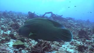 Scuba diving at Tiputa Pass in Rangiroa -  French Polynesia