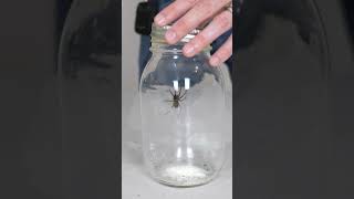 Glowing Hobo Spider