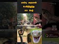 பாம்பு கடியால் உயிரிழந்த 33 பேர் shorts chengalpattu snake