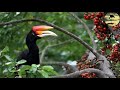 Suara burung Rangkong Gading di alam liar