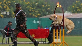 যোৰহাটত Assam Rifles ৰ 🐕Dog show .