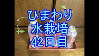 🌻ひまわり水栽培🌻007🌻42日目（6週間≒1ヶ月）🌻ひまわりの絆プロジェクト🌻