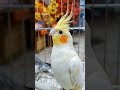 1月萌宠大赏 萌宠花式贺新春 有滋有味过大年 cuteparrot parrot birds