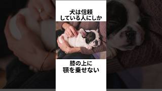 【雑学】あまり知られていない犬の秘密5選 Part.3