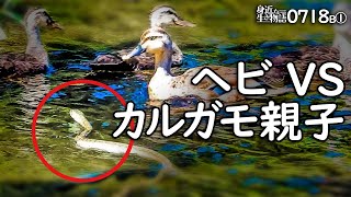 0718B①【カルガモ親子VSヘビ】雛鳥の捕食、食べられるユスリカ。引っ越し後カモ親子。ヒヨドリの水浴び。アオダイショウ。鶴見川水系恩田川でコンデジ野鳥撮影。　#身近な生き物語　#カルガモ親子　#ヘビ