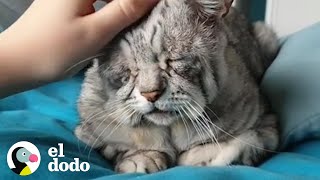 Este gatito parece un viejito gruñón | El Dodo