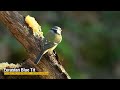 eurasian blue tit cyanistes caeruleus