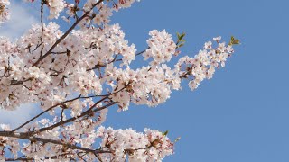 [4K]風に揺れる桜_無音_3時間