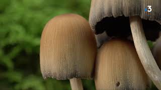 L'instant champignon : Connaissez vous le coprin micacé ou coprinellus micaceux ?