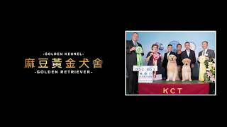 麻豆黃金犬舍｜2018年最強血統組合《黃金獵犬幼犬》