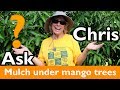 ASK CHRIS- Should I put mulch around my mango tree?